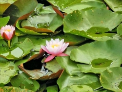 Seerose - Nymphaea Comanche